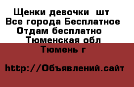 Щенки девочки 4шт - Все города Бесплатное » Отдам бесплатно   . Тюменская обл.,Тюмень г.